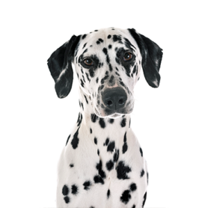 Waggles Dalmatian