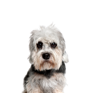 Waggles Dandie Dinmont Terrier