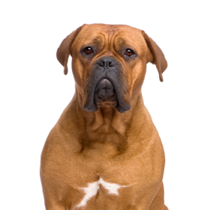 Waggles Dogue de Bordeaux