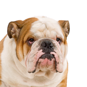 Waggles English Bulldog