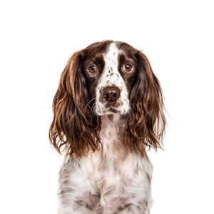 Waggles English Springer Spaniel