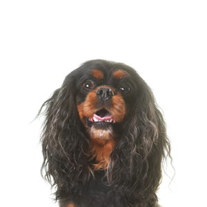Waggles English Toy Spaniel
