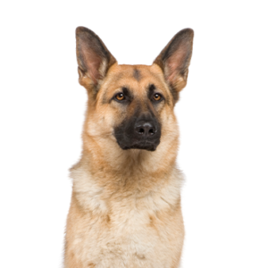 Waggles German Shepherd
