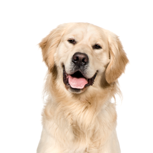 Waggles Golden Retriever