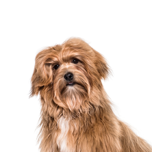 Waggles Havanese