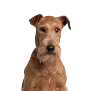 Waggles Irish Terrier