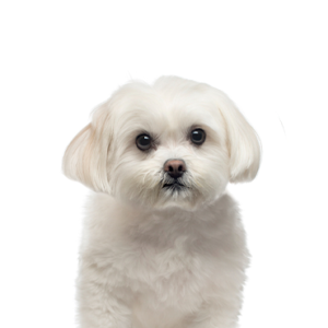 Waggles Maltese