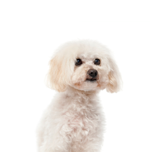Waggles Maltipoo