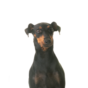 Waggles Manchester Terrier