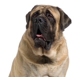 Waggles Mastiff