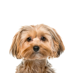 Waggles Morkie
