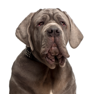 Waggles Neapolitan Mastiff