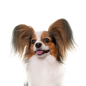 Waggles Papillon