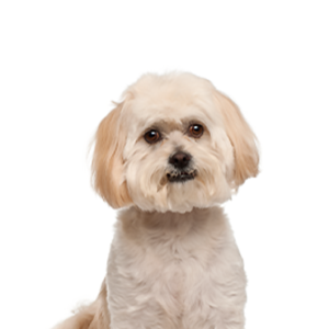Waggles Peekapoo