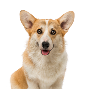 Waggles Pembroke Welsh Corgi