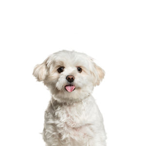 Waggles Pomapoo