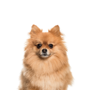 Waggles Pomeranian