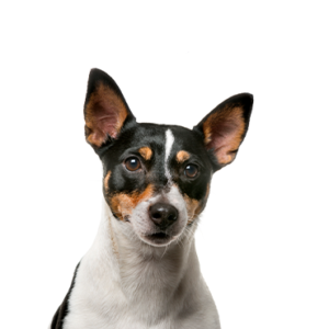 Waggles Rat Terrier