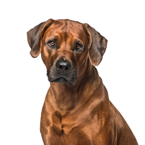 Waggles Rhodesian Ridgeback