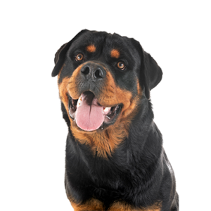 Waggles Rottweiler