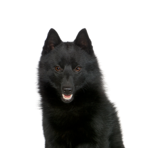 Waggles Schipperke