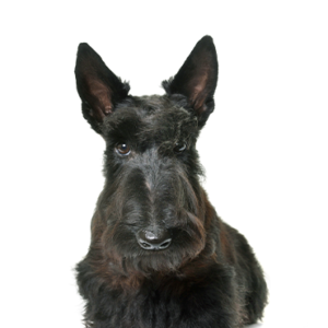 Waggles Scottish Terrier