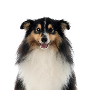 Waggles Shetland Sheepdog