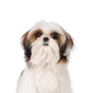 Waggles Shih Tzu