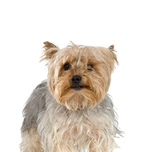 Waggles Silky Terrier