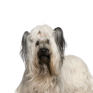 Waggles Skye Terrier