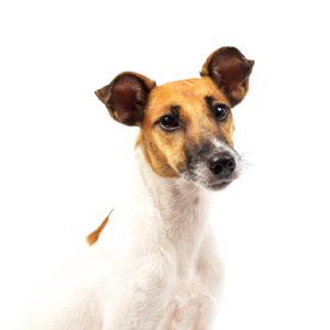 Waggles Smooth Fox Terrier