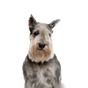 Waggles Standard Schnauzer