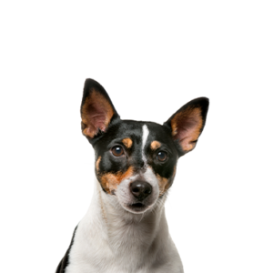 Waggles Toy Fox Terrier