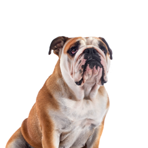 Waggles Victorian Bulldog