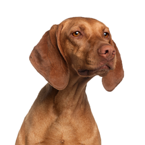 Waggles Vizsla