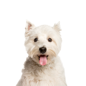 Waggles West Highland Terrier