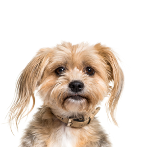Waggles Yorkiepoo