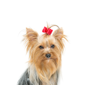 Waggles Yorkshire Terrier