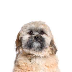 Waggles Cavachon
