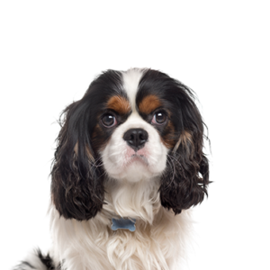 Waggles Cavalier King Charles Spaniel