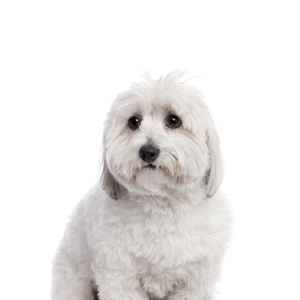 Waggles Coton De Tulear