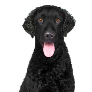 Waggles Curly-Coated Retriever