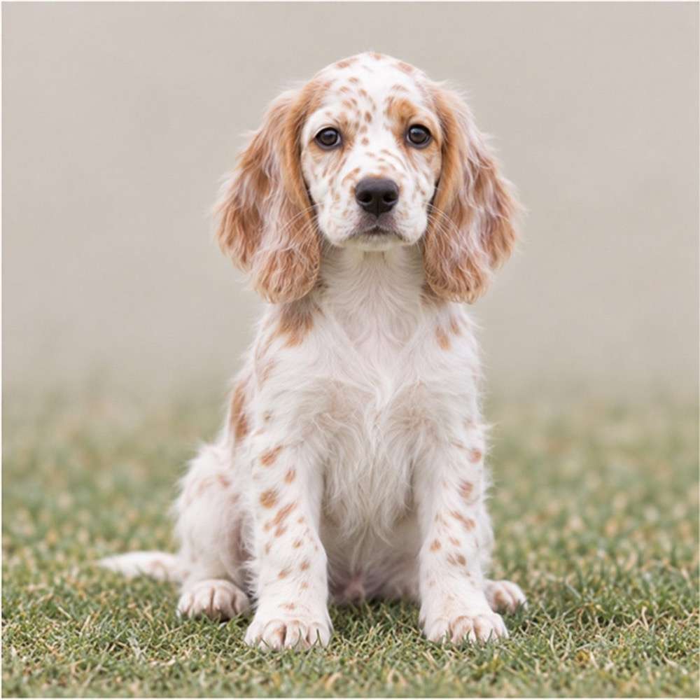 Elegant English Setter with a wavy, feathered coat, standing proudly outdoors
