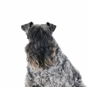 Waggles Kerry Blue Terrier