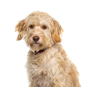Waggles Labradoodle