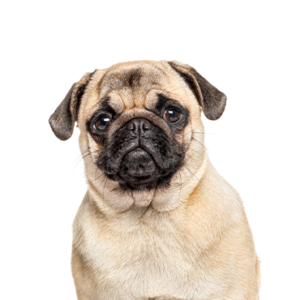 Waggles Pug