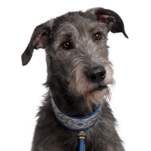 Waggles Scottish Deerhound