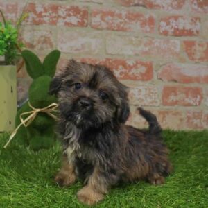 Shorkie – 817