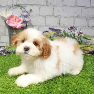 Shih Tzu-Bichon – 864