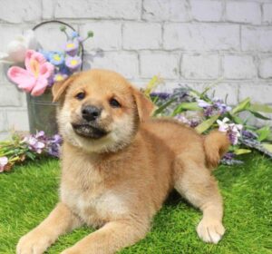 Waggles Shiba Inu puppy available